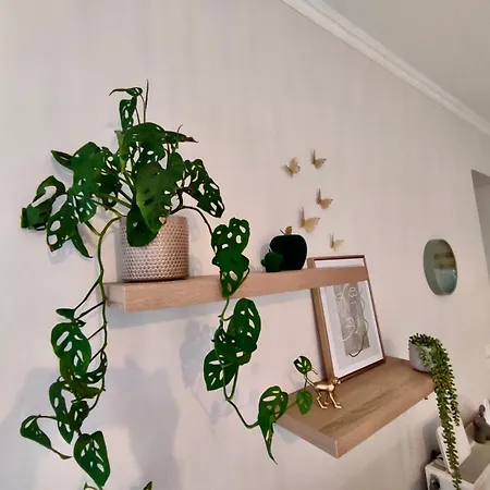 Daire Tzitzifianaki Cozy Hanya